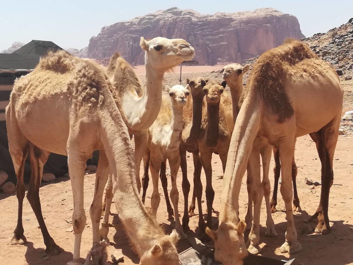 Climbers House In Wadi Rum Buitenkant foto